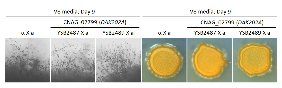 Growth phenotype for CNAG_02799T0