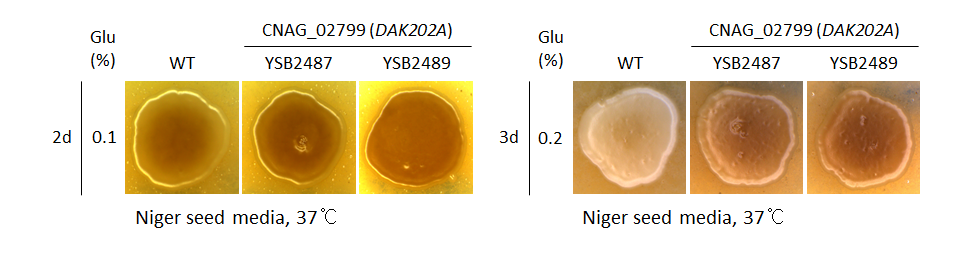 Melanin phenotype for CNAG_02799T0