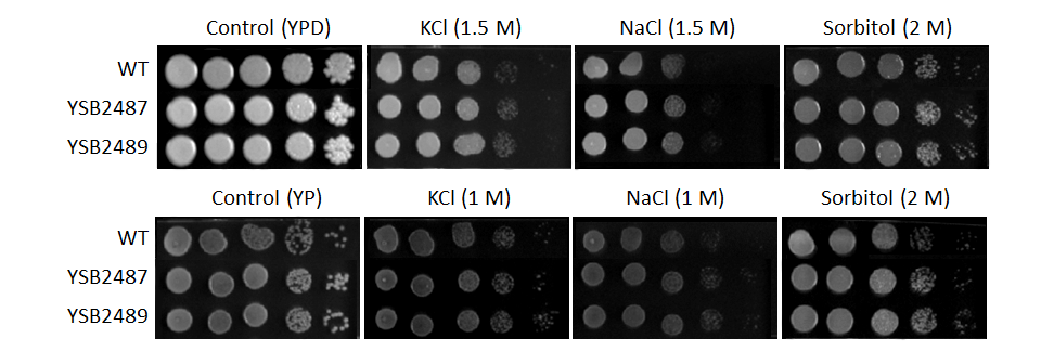 Osmotic stress phenotype for CNAG_02799T0