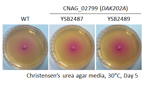 Urease phenotype for CNAG_02799T0