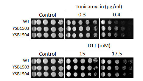 ER stress phenotype for CNAG_02802T0
