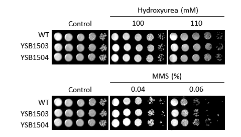 Genotoxic stress phenotype for CNAG_02802T0