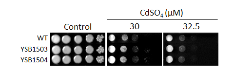 Heavy metal stress phenotype for CNAG_02802T0