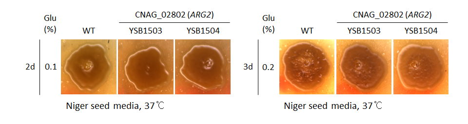 Melanin phenotype for CNAG_02802T0