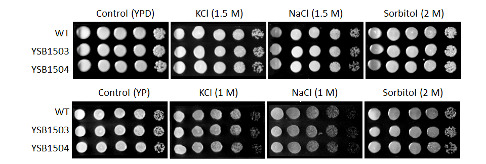 Osmotic stress phenotype for CNAG_02802T0