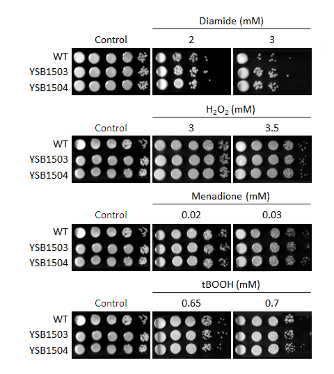 Oxidative stress phenotype for CNAG_02802T0