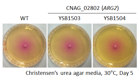 Urease phenotype for CNAG_02802T0
