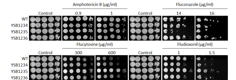 Antifungal drug susceptibility for CNAG_02820T0