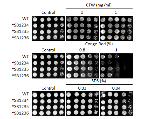 Cell wall stress phenotype for CNAG_02820T0