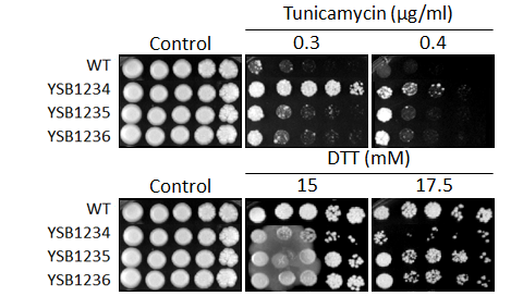 ER stress phenotype for CNAG_02820T0