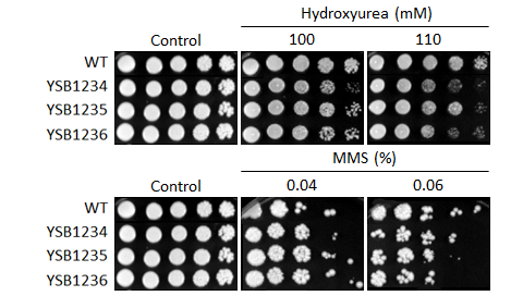 Genotoxic stress phenotype for CNAG_02820T0