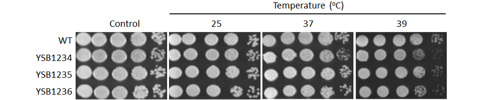 Growth phenotype for CNAG_02820T0