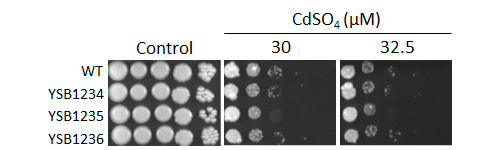 Heavy metal stress phenotype for CNAG_02820T0