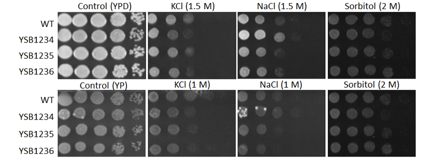 Osmotic stress phenotype for CNAG_02820T0