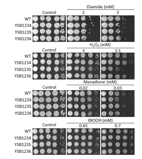 Oxidative stress phenotype for CNAG_02820T0