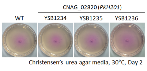 Urease phenotype for CNAG_02820T0