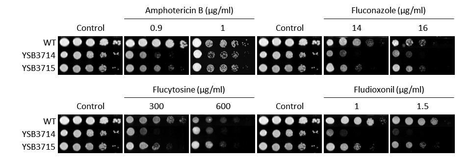 Antifungal drug susceptibility for CNAG_02859T0