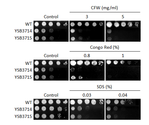 Cell wall stress phenotype for CNAG_02859T0