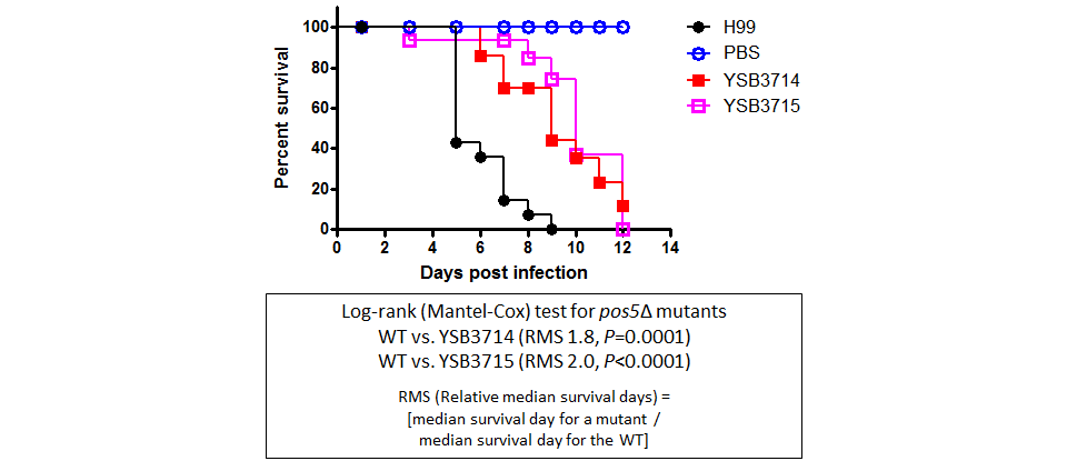 Galleria mellonella virulence data for CNAG_02859T0
