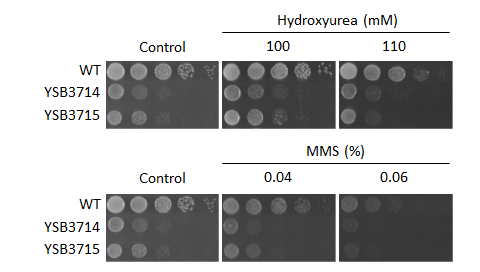 Genotoxic stress phenotype for CNAG_02859T0