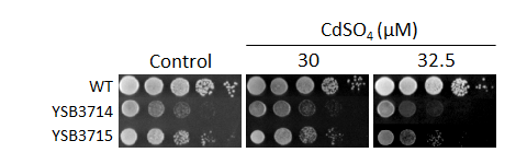 Heavy metal stress phenotype for CNAG_02859T0