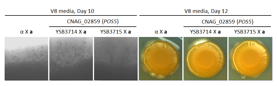 Growth phenotype for CNAG_02859T0