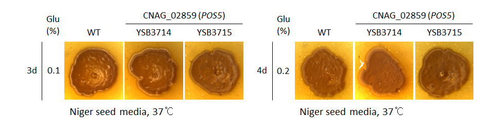 Melanin phenotype for CNAG_02859T0