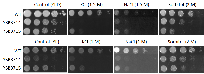 Osmotic stress phenotype for CNAG_02859T0