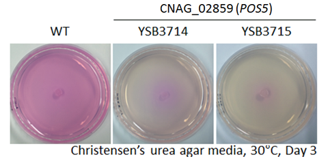 Urease phenotype for CNAG_02859T0