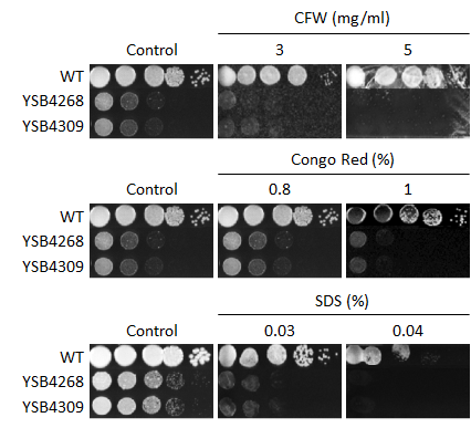Cell wall stress phenotype for CNAG_02915T0