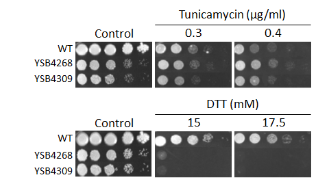 ER stress phenotype for CNAG_02915T0