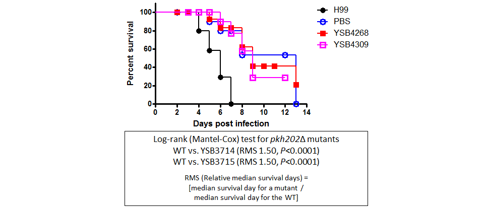 Galleria mellonella virulence data for CNAG_02915T0