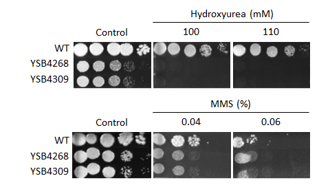 Genotoxic stress phenotype for CNAG_02915T0