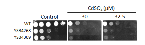 Heavy metal stress phenotype for CNAG_02915T0