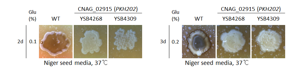 Melanin phenotype for CNAG_02915T0