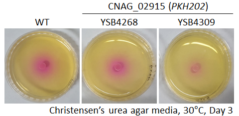 Urease phenotype for CNAG_02915T0