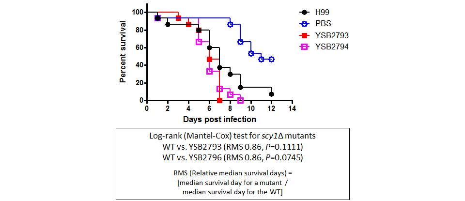 Galleria mellonella virulence data for CNAG_02947T0