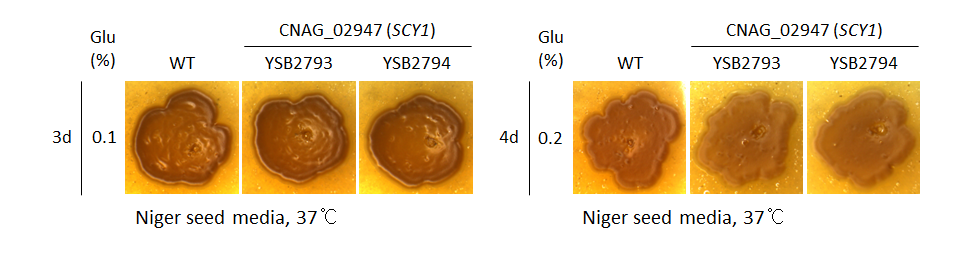 Melanin phenotype for CNAG_02947T0
