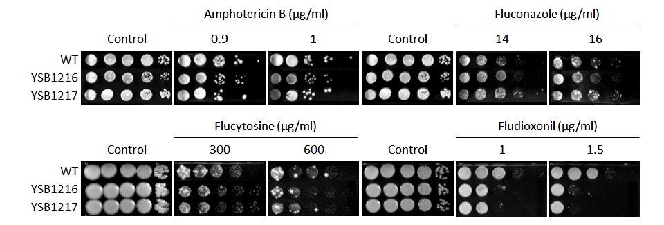 Antifungal drug susceptibility for CNAG_03024T0
