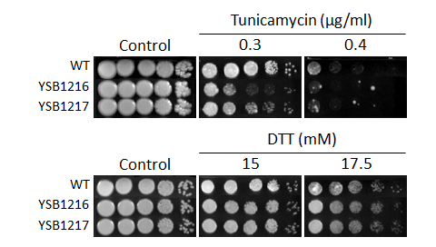 ER stress phenotype for CNAG_03024T0