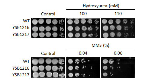 Genotoxic stress phenotype for CNAG_03024T0
