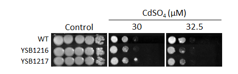 Heavy metal stress phenotype for CNAG_03024T0