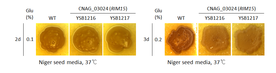 Melanin phenotype for CNAG_03024T0