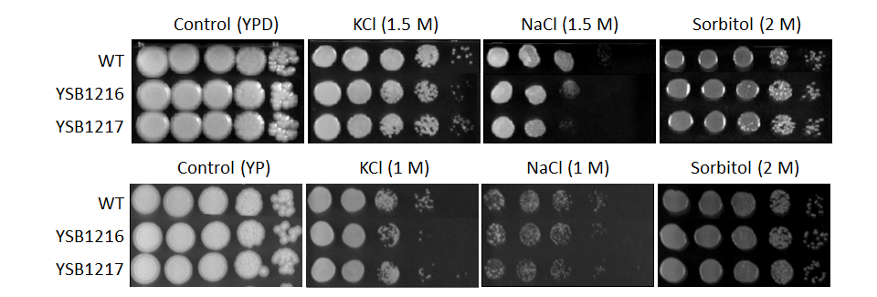 Osmotic stress phenotype for CNAG_03024T0