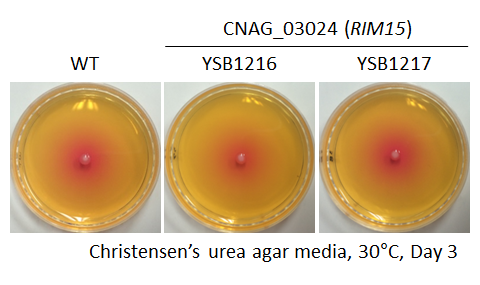 Urease phenotype for CNAG_03024T0
