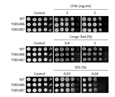 Cell wall stress phenotype for CNAG_03048T0