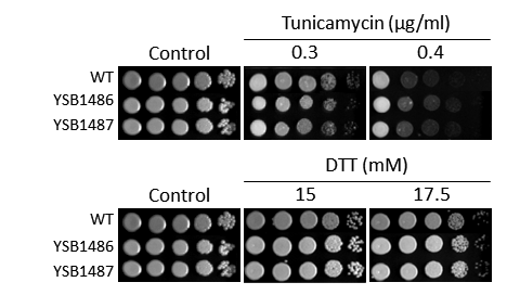 ER stress phenotype for CNAG_03048T0