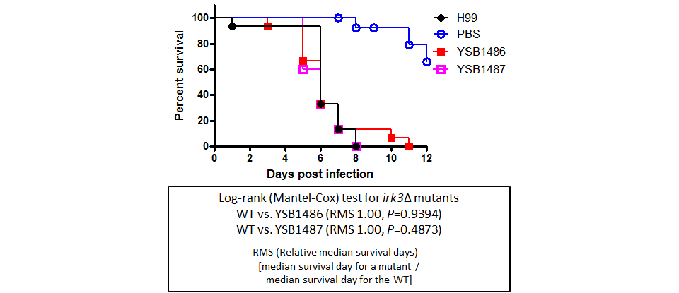 Galleria mellonella virulence data for CNAG_03048T0