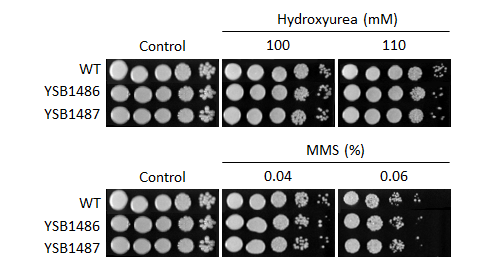 Genotoxic stress phenotype for CNAG_03048T0
