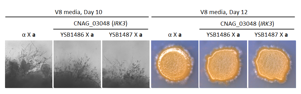 Growth phenotype for CNAG_03048T0